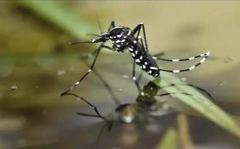 mosquito sitting on still water