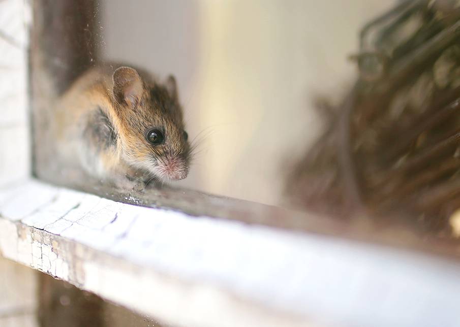 Mouse on windowsill.