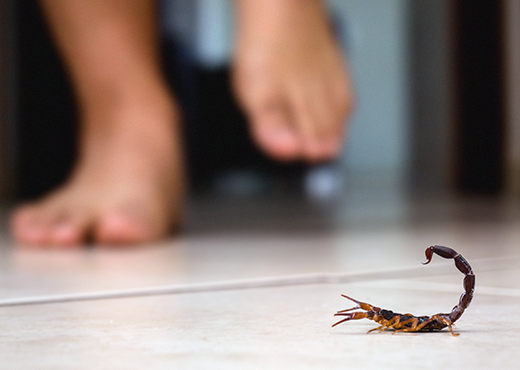 Person walking barefoot into a room with a scorpion on the floor.