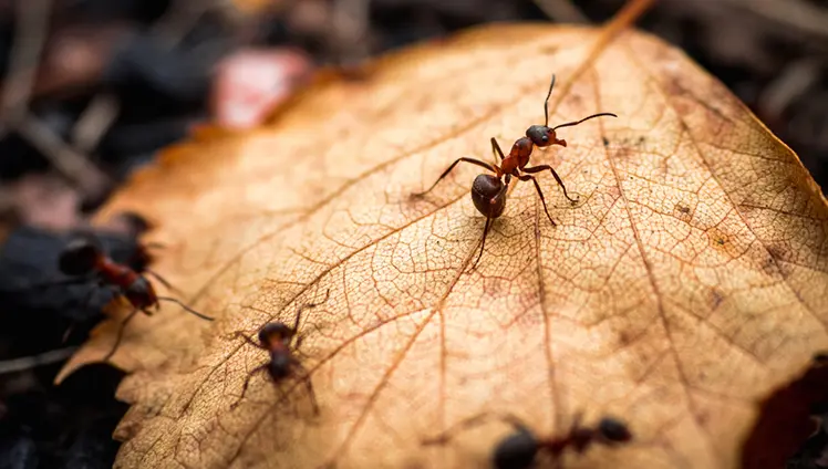 Ants walking along a dead leaf on the ground.