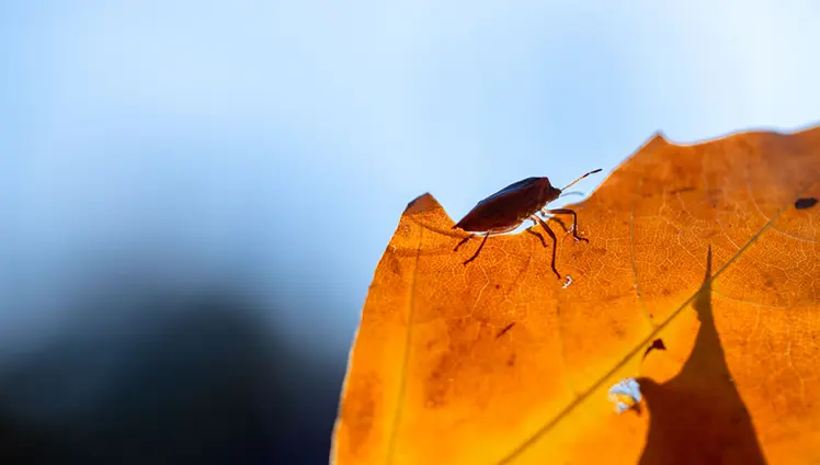 A stink bug walking along the ridge of an orange leaf.