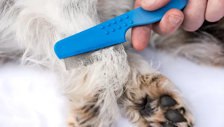 A picture of a person's hand combing fleas out of a dog's fur.