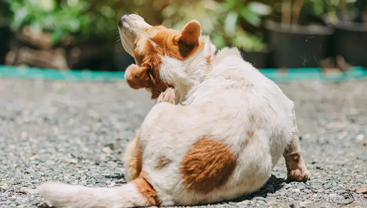 A picture of a dog scratching behind their ears.