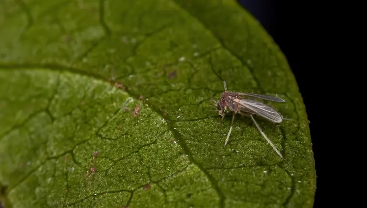 A closeup of a gnat sitting on a leaf.