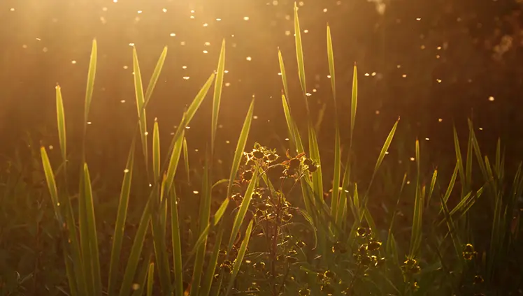 A group of gnat flying in a garden backlit by the setting sun.