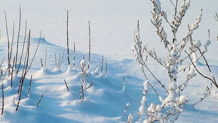 A picture of bush branches poking out of the snow.