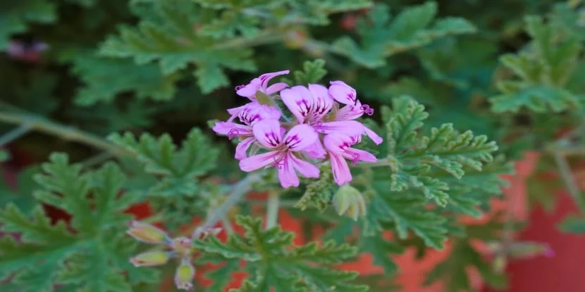 Purple mosquito repellant plant.