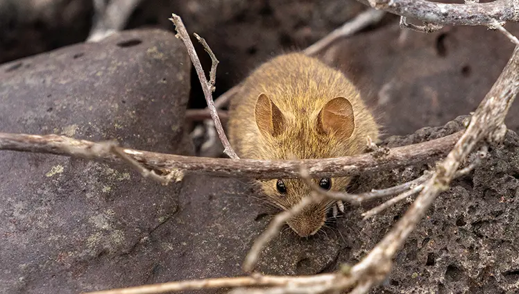 A brown rat walking on the ground outdoors.