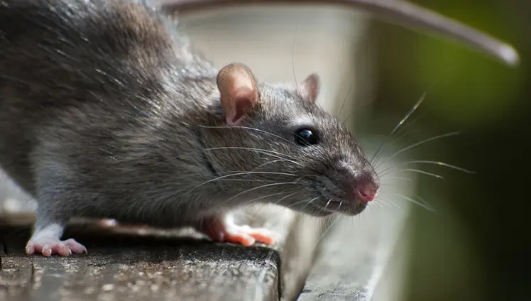 A closeup of a rat sitting on a railing.