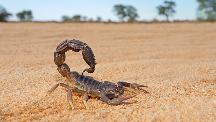 A closeup of a scorpion walking on an arid landscape.