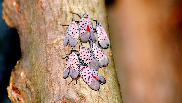 Spotted Lanternflies on a tree