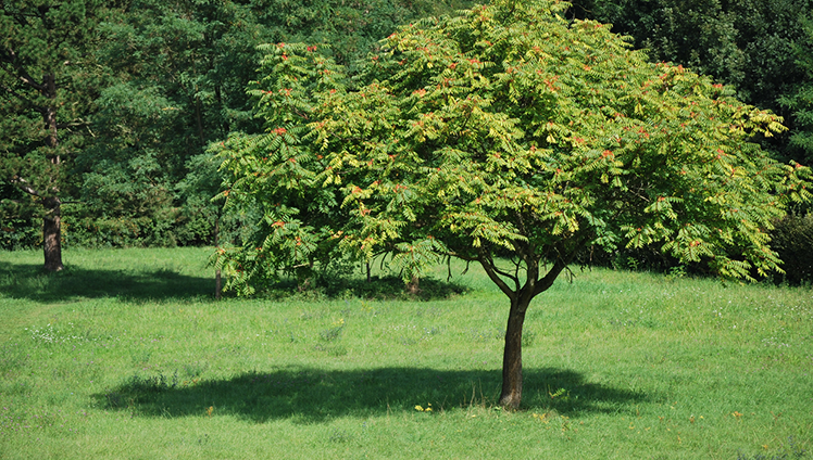 A picture of a tree in the middle of a yard.