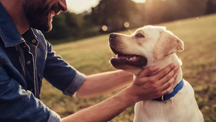 A closeup of a person petting their dog.