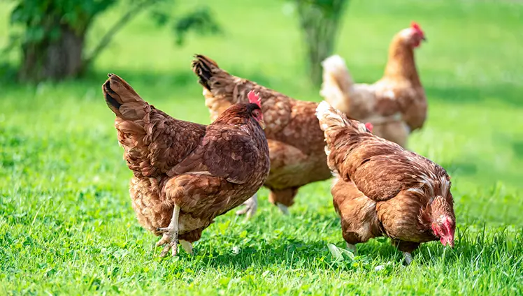 A closeup of chickens roaming in a yard.