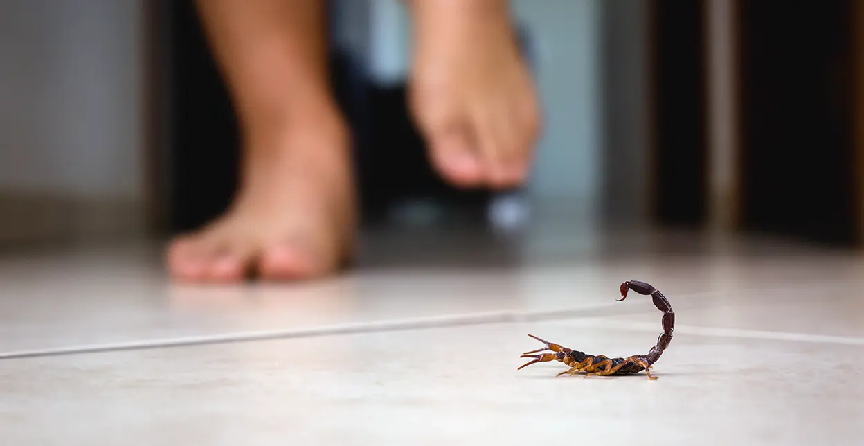 Person walking barefoot through a room with a scorpion on the floor.