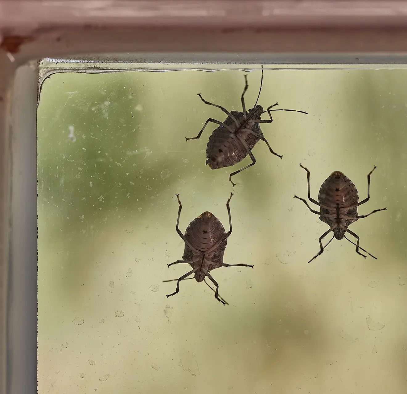 A picture of stink bugs sitting on a window.