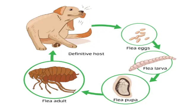 Flea's life cycle - flea eggs to flea larva to flea pupa to flea adult to definitive host.