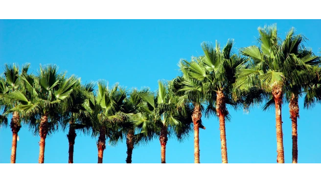 A picture of palm trees set before a blue sky.