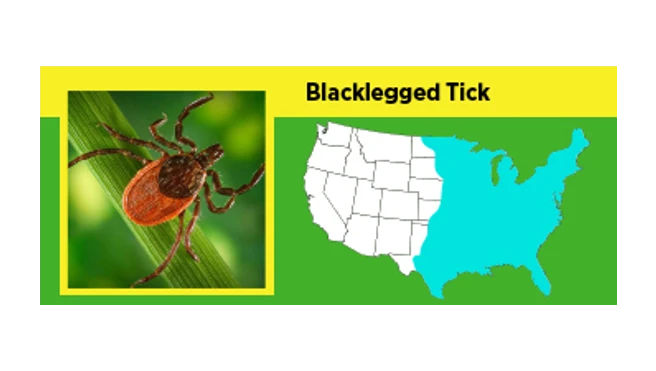 A map of where blackleg ticks are prevalent in the US.