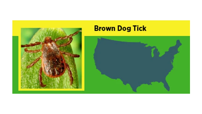 A map of where dog ticks are prevalent in the US.