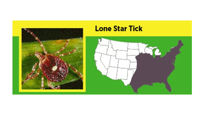 A map of where lonestar ticks are prevalent in the US.