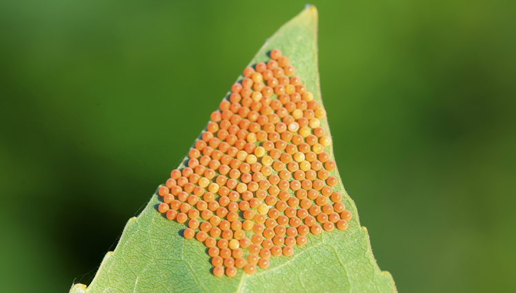 Bee eggs on a leaf.