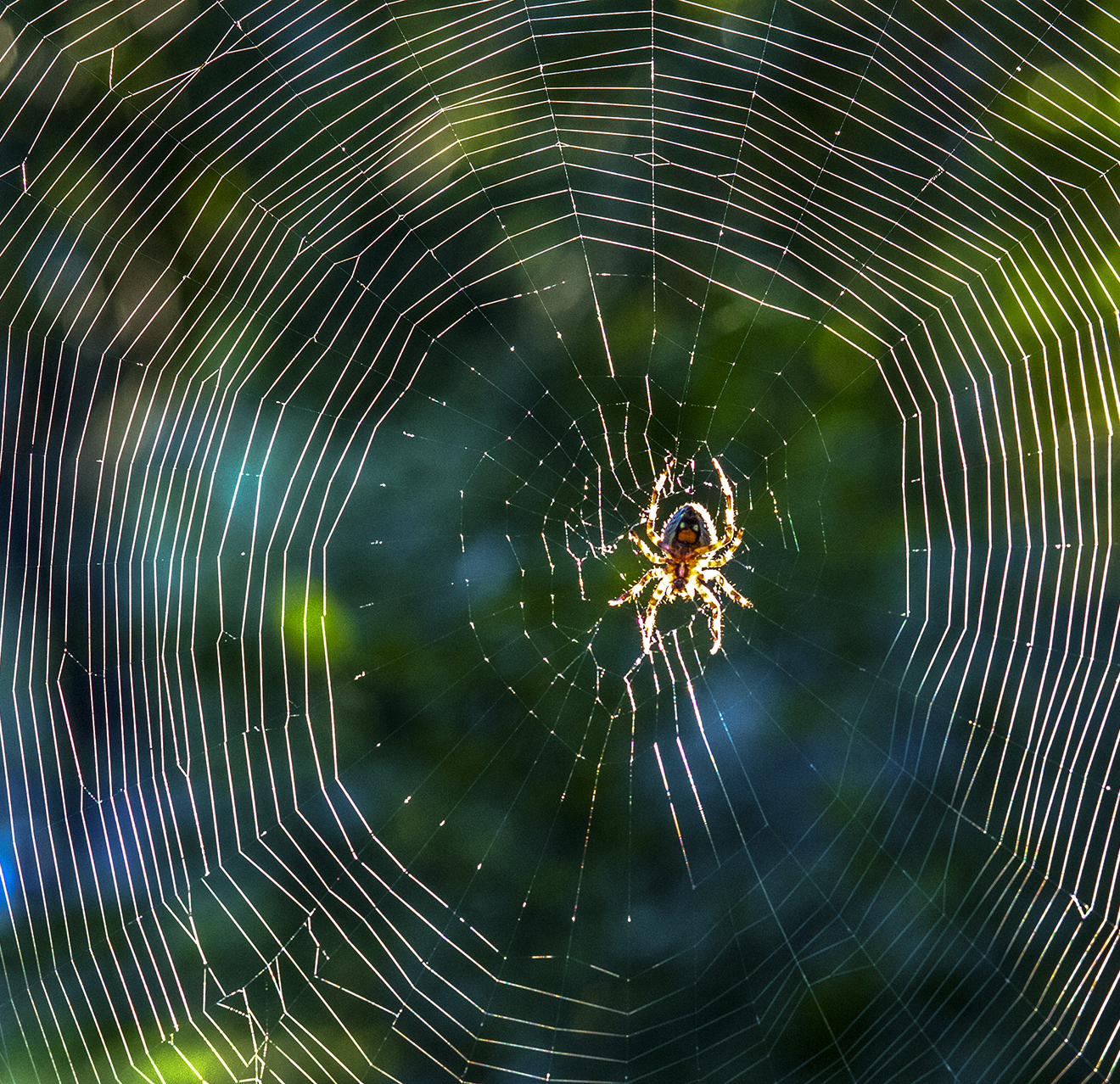 A spider in its web.