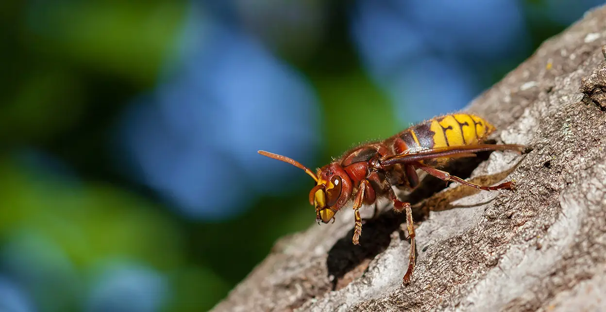 Wasp on a tree