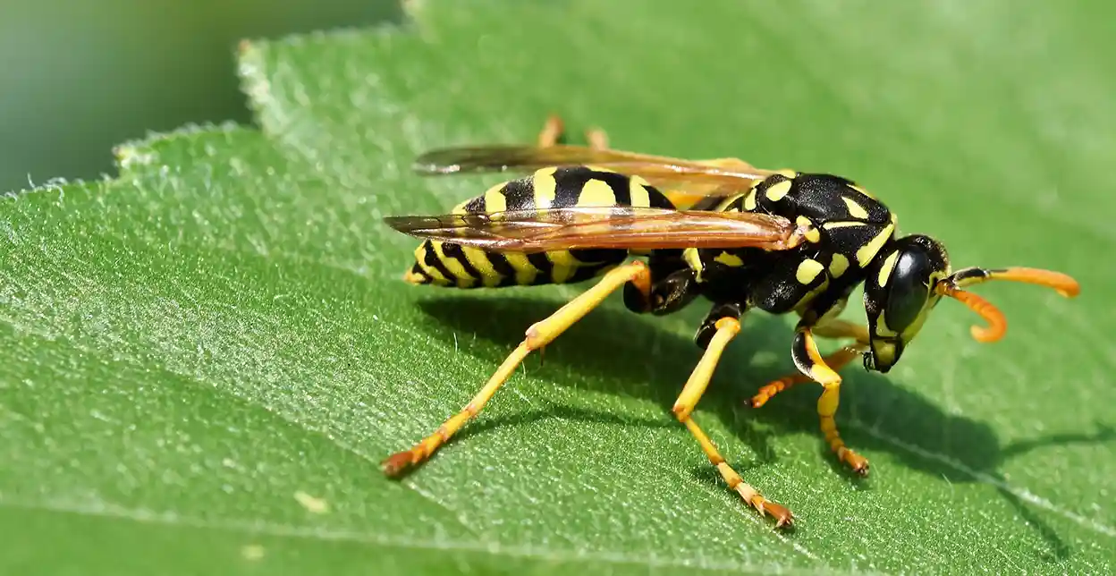 Stinging insect sitting on a tree.