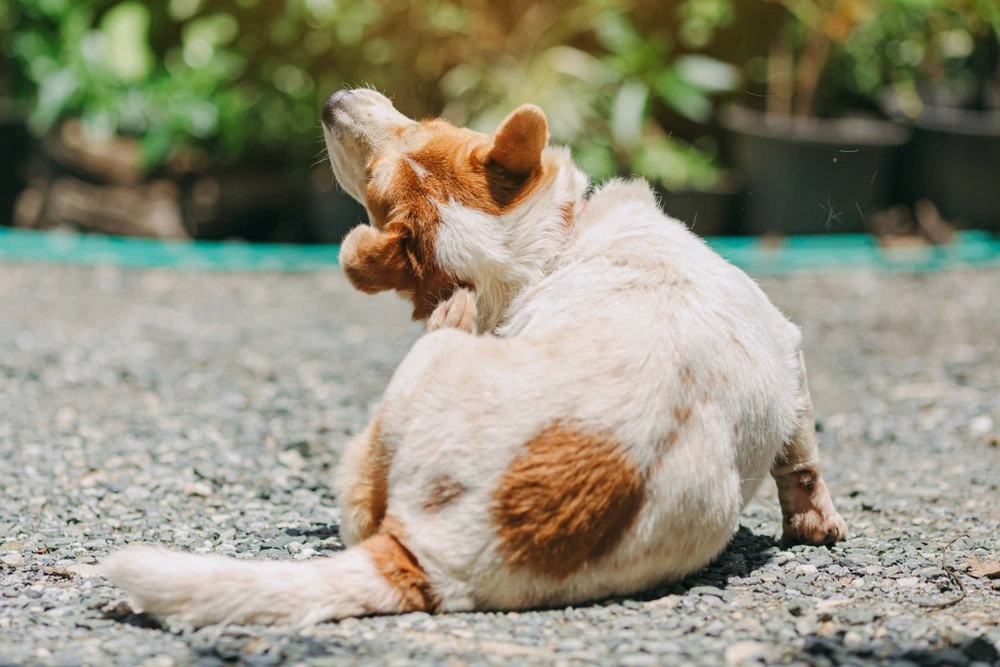 Dog scratching itself from flea bites