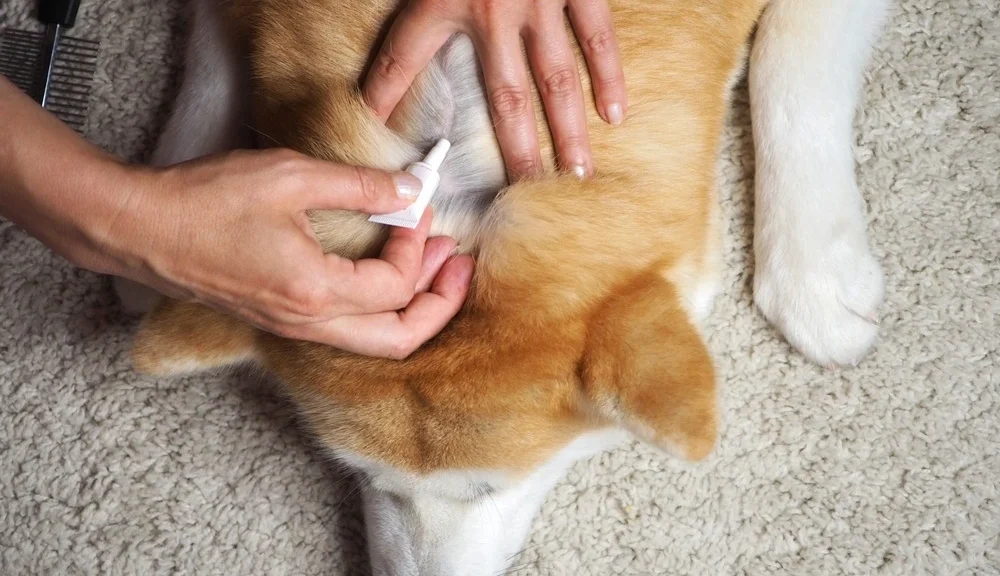 Corgi-laying-on-belly-while-getting-flea-treatment