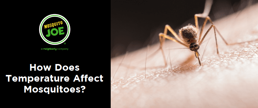 How-Does-Temperature-Affect-Mosquitoes