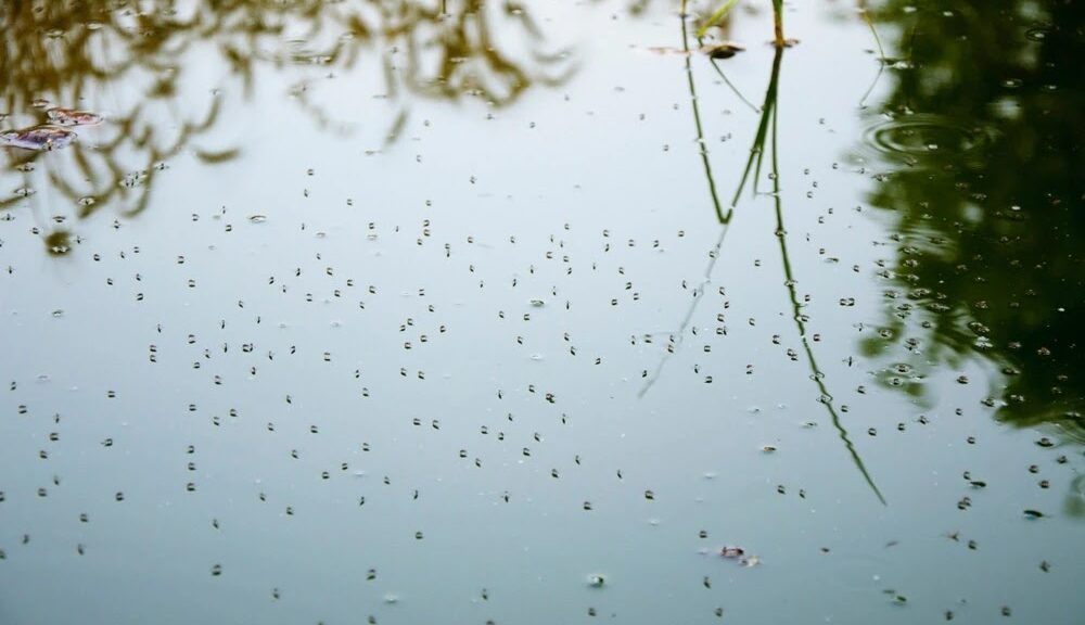 attracted water