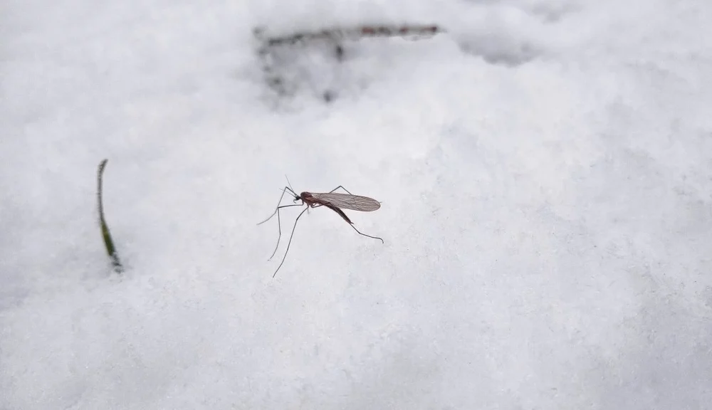 Mosquito-standing-on-snow