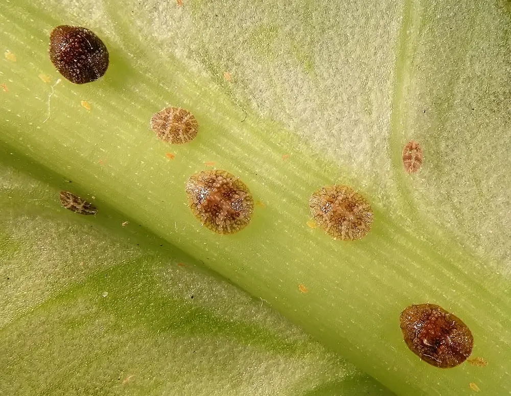 Group of scale insects on a leaf. 