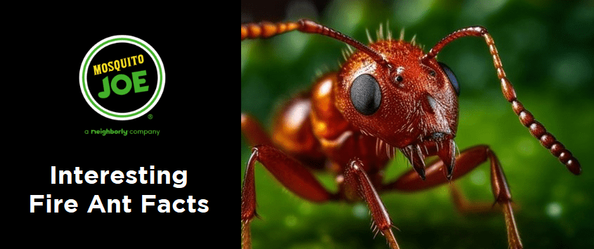 September-Blog_Interesting-Fire-Ant-Facts