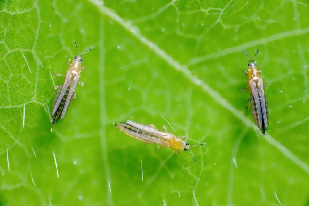 Three thips on a leaf