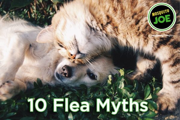 10 Common Myths About Fleas