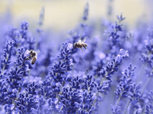 bees on lavendar