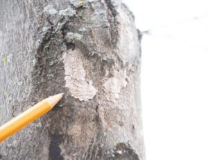  Close up of spotted lanterfly eggs on tree showing pencil for size comparison