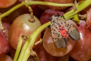 Spotted lanternfly on grapes 