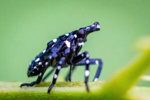 Young spotted lanternfly nymph on plant