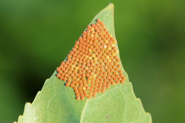 insect eggs