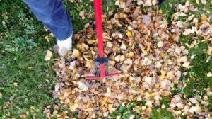 raking leaves