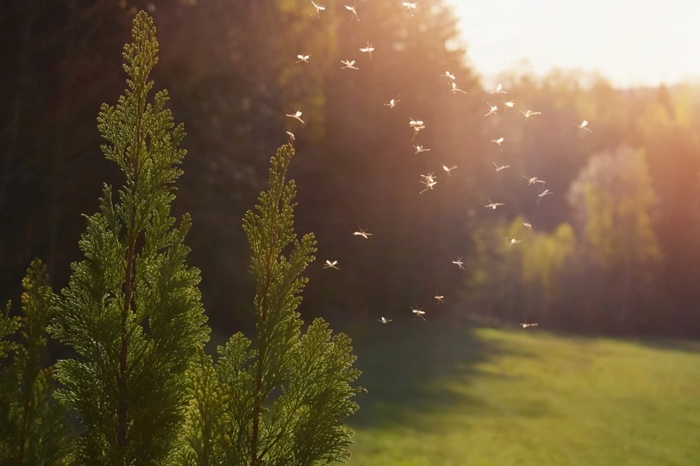 Mosquitos flying in the backyard