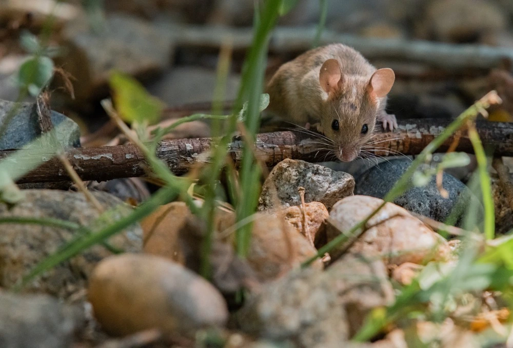 Mouse on the forest floor