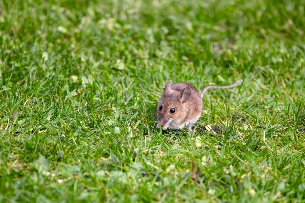 mouse on the grass