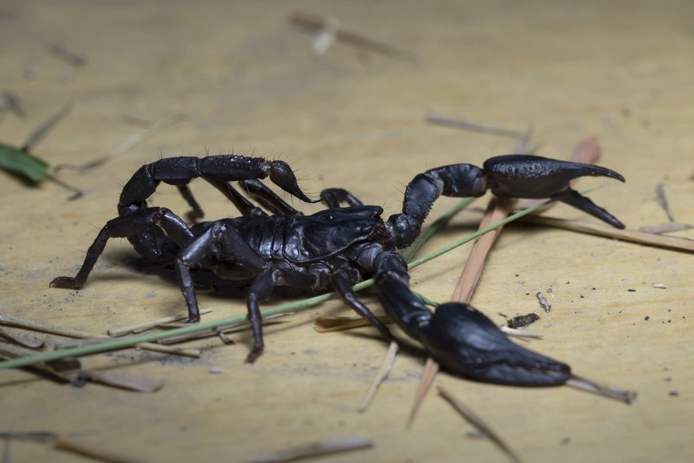 Black scorpion crawling on the concrete