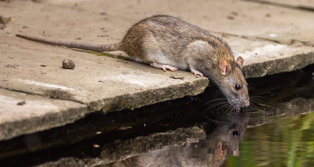 Rat on a wooden deck.