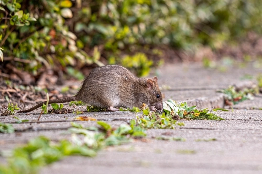 Rat on pavestone.
